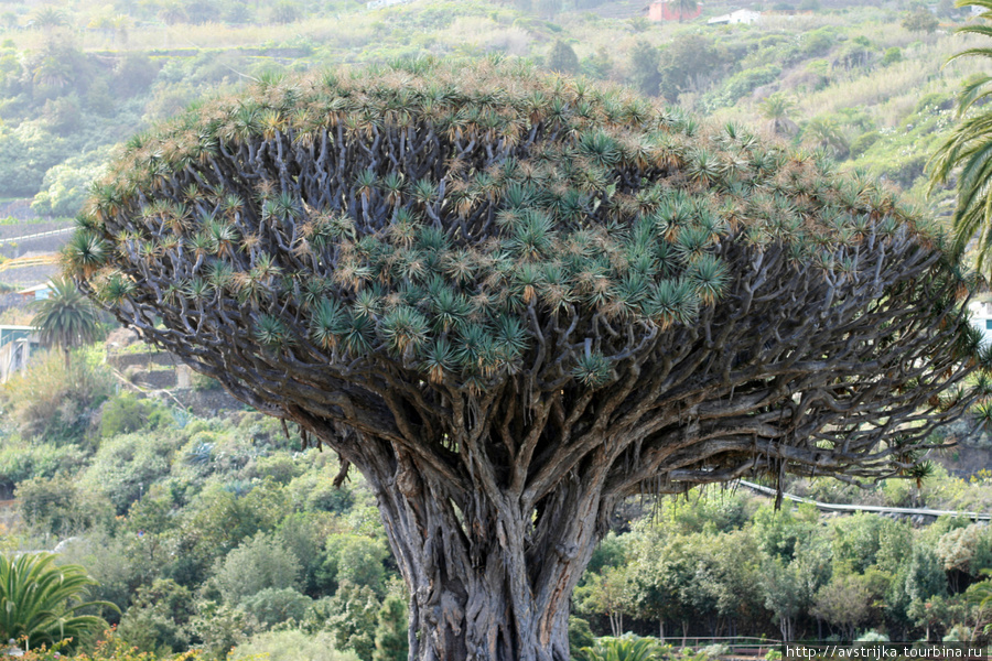 знаменитое Драконово дерево Остров Тенерифе, Испания