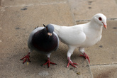 серый и белый канарские голуби