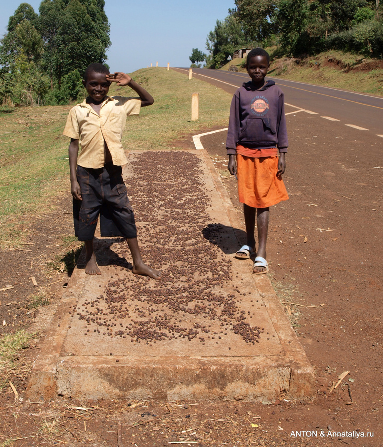 Дети из окрестностей Сипи на автобусной остановке. Под их ногами сушится кофе Уганда