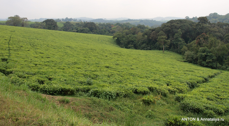 Чайные плантации. Чай выращивают для себя и на экспорт Уганда