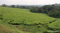 Чайные плантации. Чай выращивают для себя и на экспорт