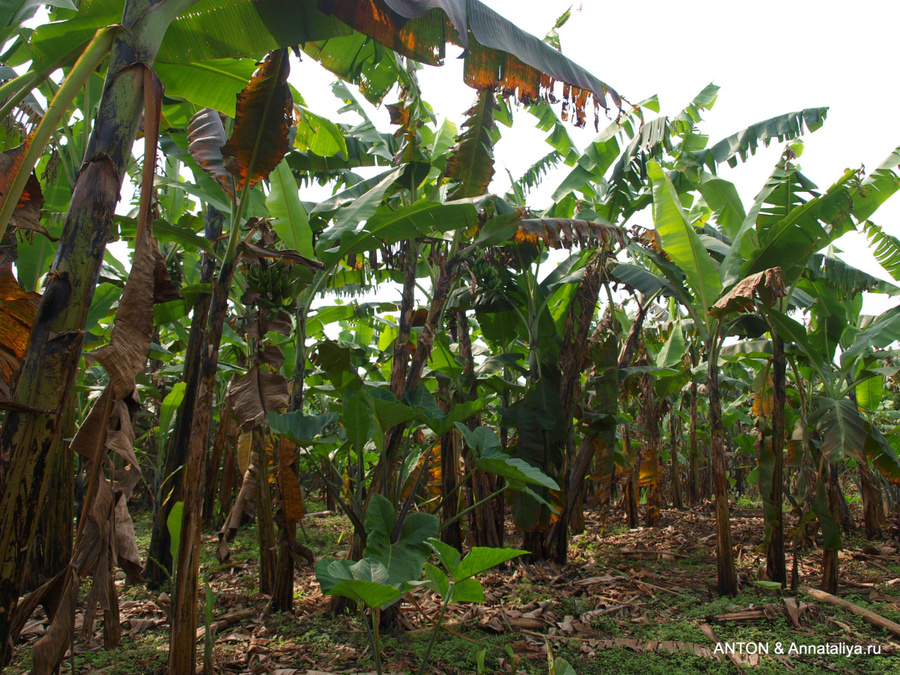 Банановая плантация. Бананы тоже выращивают для себя и на экспорт Уганда