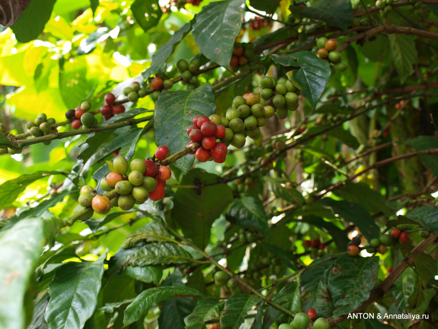 Кофе. Идет в основном на экспорт Уганда