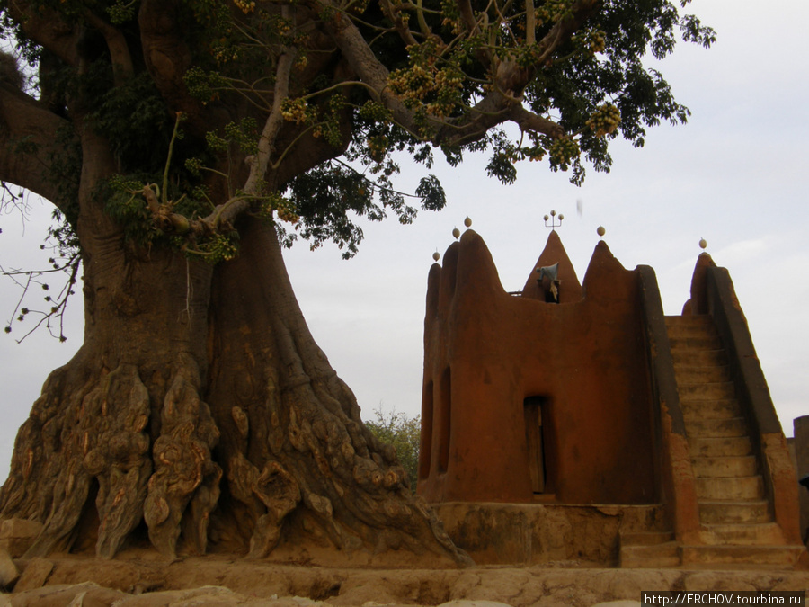 Старая мечеть и старое дерево. Сегу, Мали