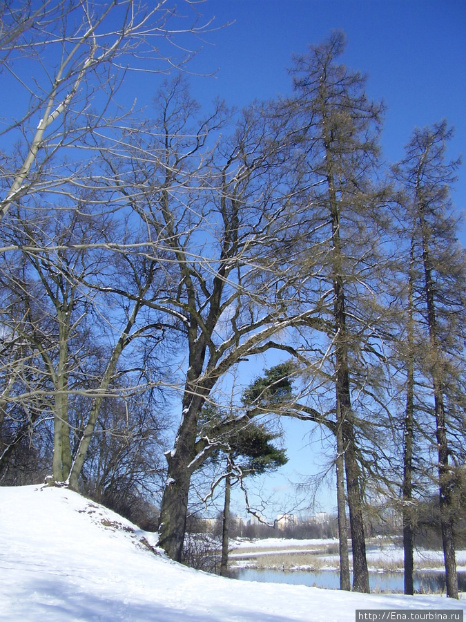 16.03.2010. Минск. Лощицкий парк. Обручальный дуб Минск, Беларусь