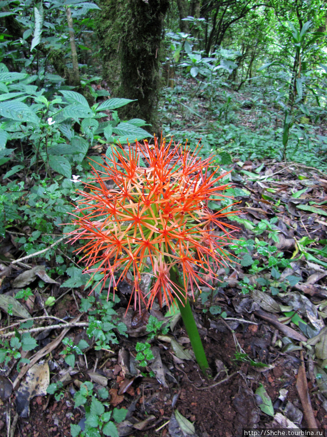 как мы поняли по возбуждению встречной группы, этот цветок встречается не часто, и цветет не долго. Нам назвали его до нельзя логично  fireball lily forest, ну а как же еще..?  Больше мы их не встречали, и по дороге назад он уже не цвел. Килиманджаро Национальный Парк, Танзания