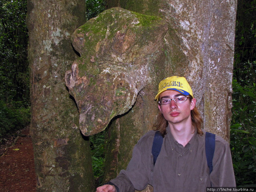 Этот вырост на дереве похож на голову диковинного зверя. Килиманджаро Национальный Парк, Танзания