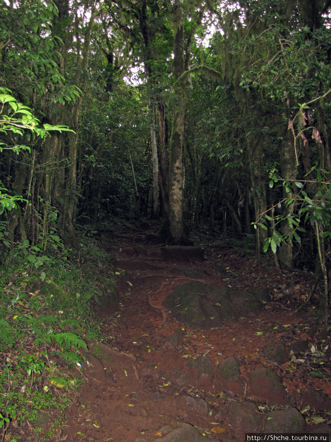 После привала лес стал еще гуще. Килиманджаро Национальный Парк, Танзания