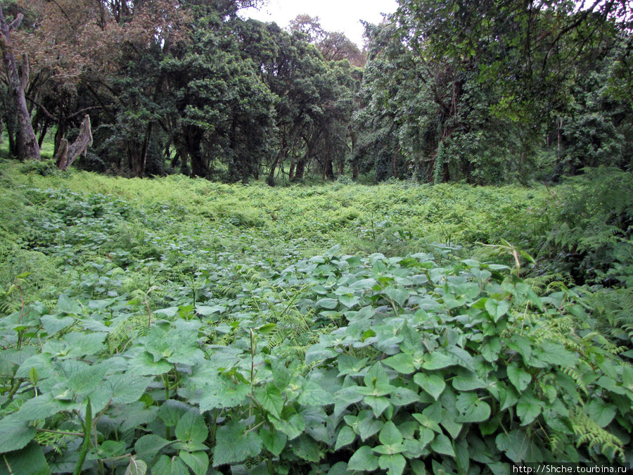 ближе к 2700 лес начал сдавать свои позиции. Килиманджаро Национальный Парк, Танзания