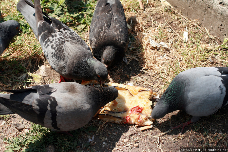 в Риме даже голуби едят пиццу Рим, Италия