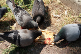в Риме даже голуби едят пиццу