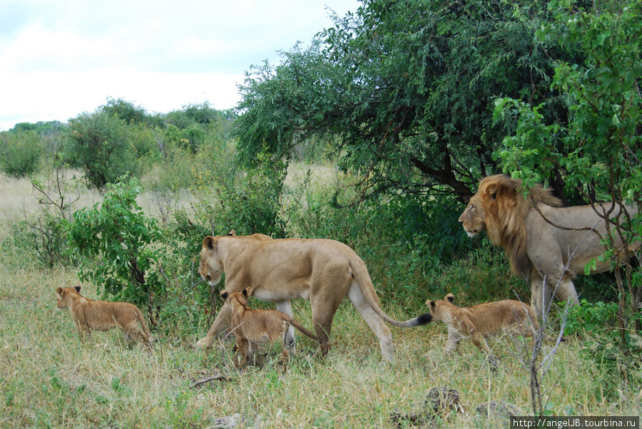 сафари в национальном парке Чобе Национальный парк Чобе, Ботсвана