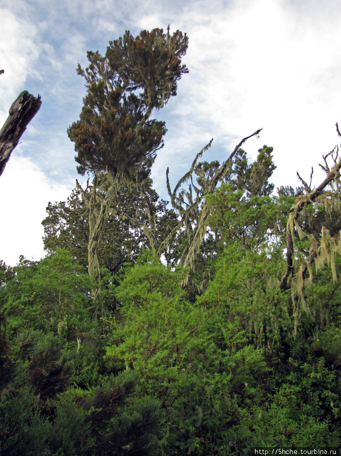 После выхода лес быстро закончился. Это последнее дерево. высота примерно 2800. Гора (вулкан) Килиманджаро (5895м), Танзания