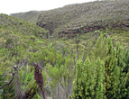 Одни из первых Senesio kilimanjari, выделяются на общем фоне.