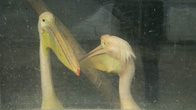Парочка пеликанов