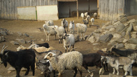 Суданские козы и несуданские овцы