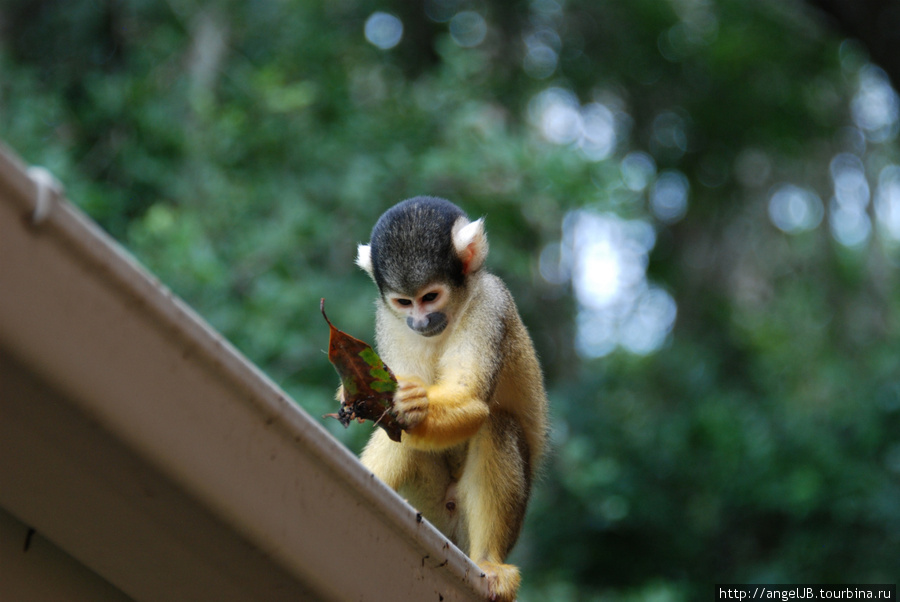 monkeyland, Plettenberg Bay ЮАР