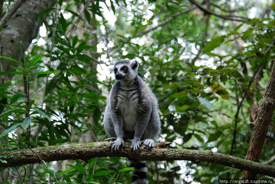 monkeyland, Plettenberg Bay ЮАР