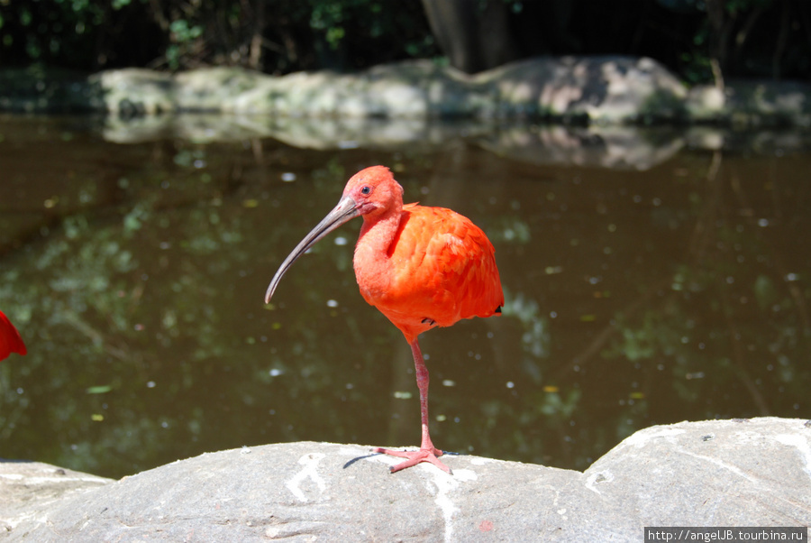 birds of eden,Plettenberg Bay ЮАР