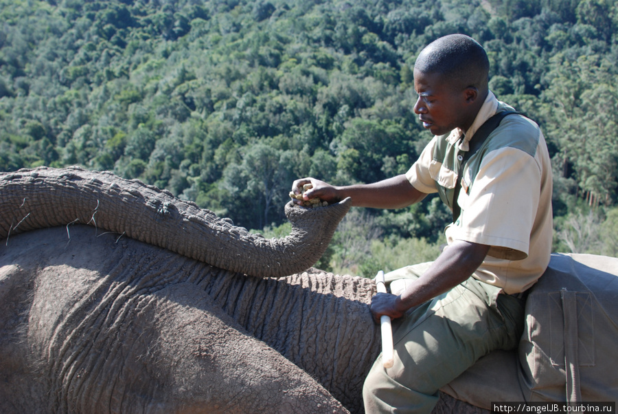Knysna Elephant Park — www.knasnaelephantpark.co.za ЮАР