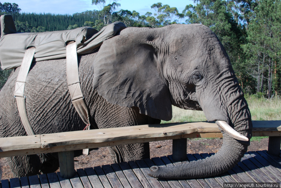 Knysna Elephant Park ЮАР