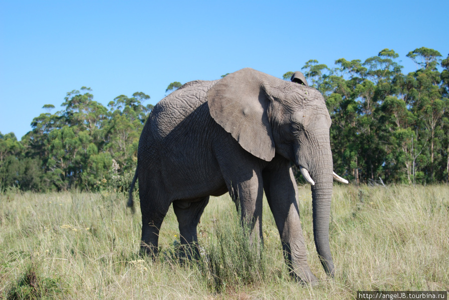 Knysna Elephant Park ЮАР