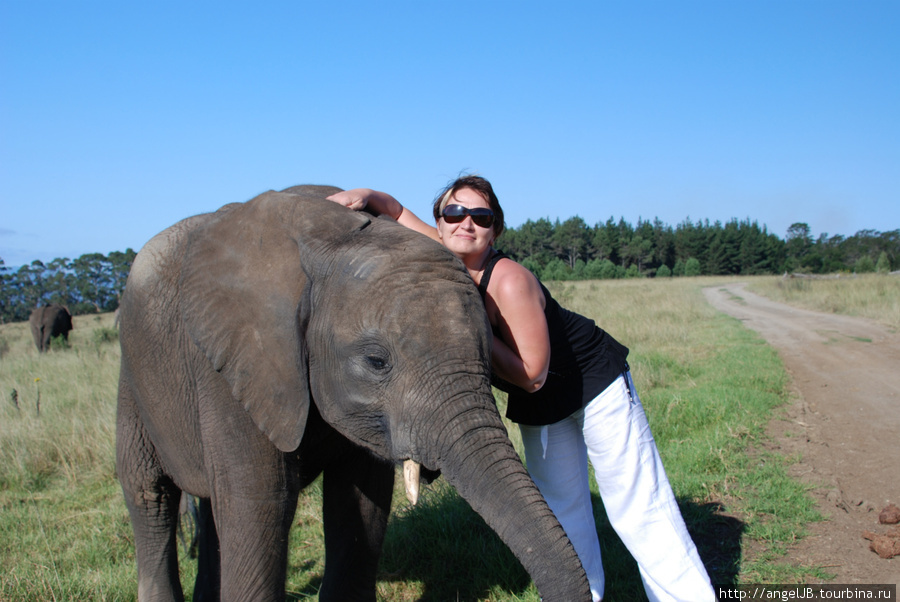 Knysna Elephant Park ЮАР