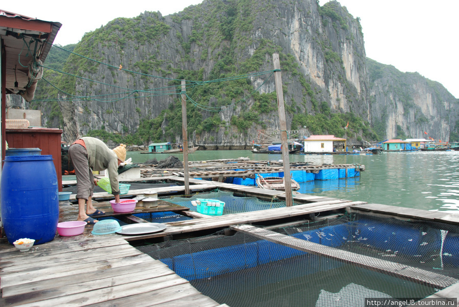 рыбный рынок Вьетнам