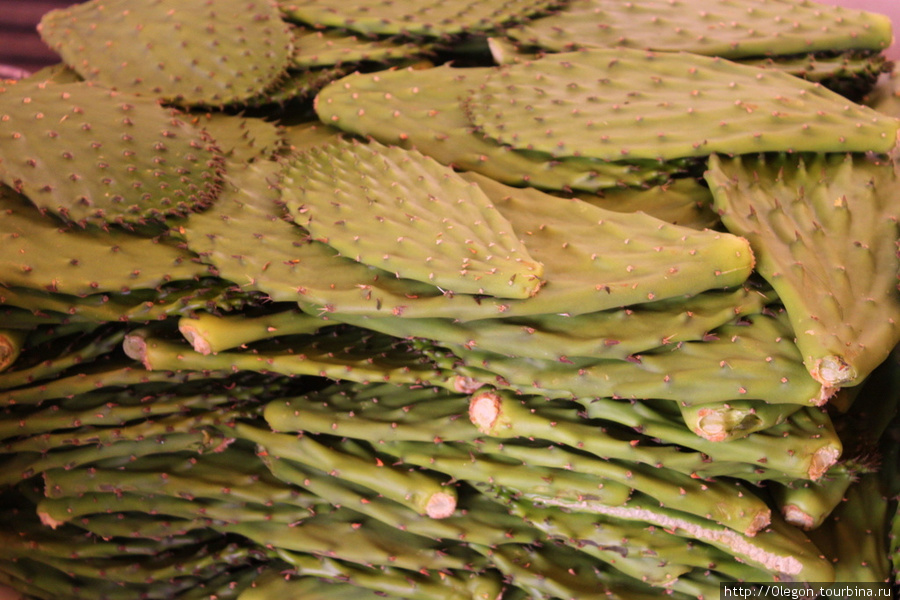 Снова кактусы Сан-Хуан-Теотиуакан, Мексика