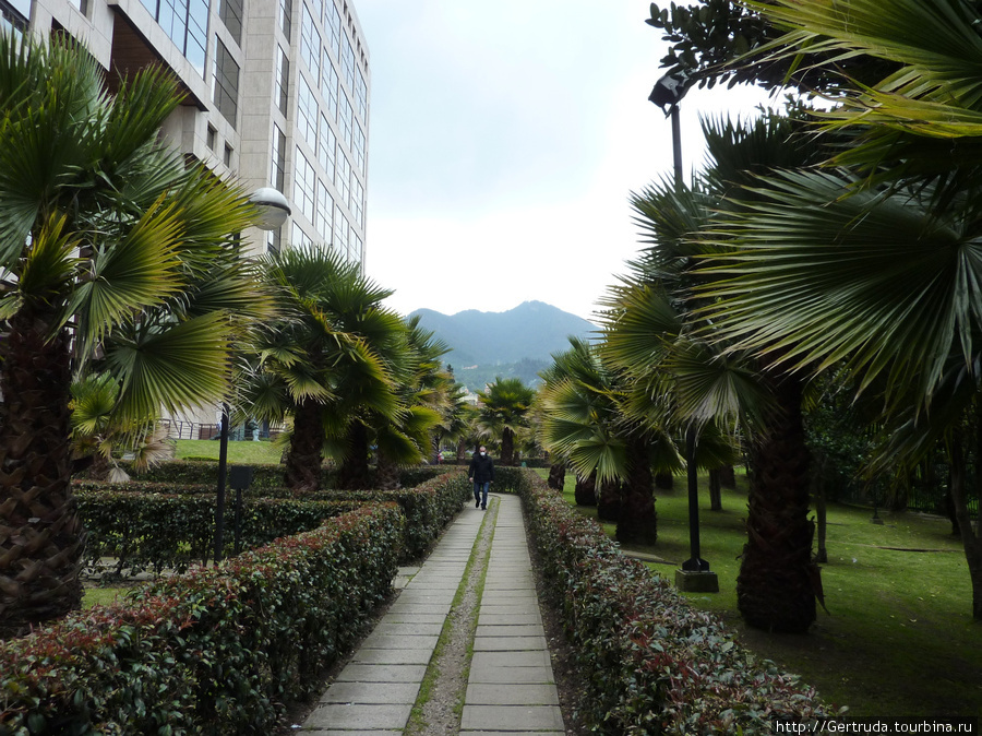 Горы и деревья — красота! Богота, Колумбия