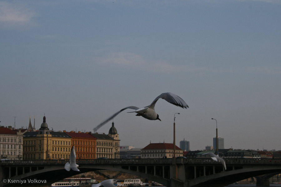 Чайки над Влтавой Прага, Чехия