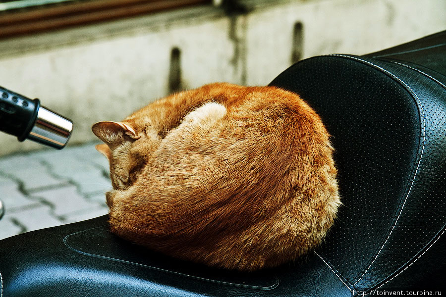 Уже пройдено полдня, а не одной фотографии кошки в Стамбуле. Их тут много, возможно, больше чем жителей. Все кошки аккуратные и красивые. Подкормил кошку – значит день пройдет хорошо. Стамбул, Турция