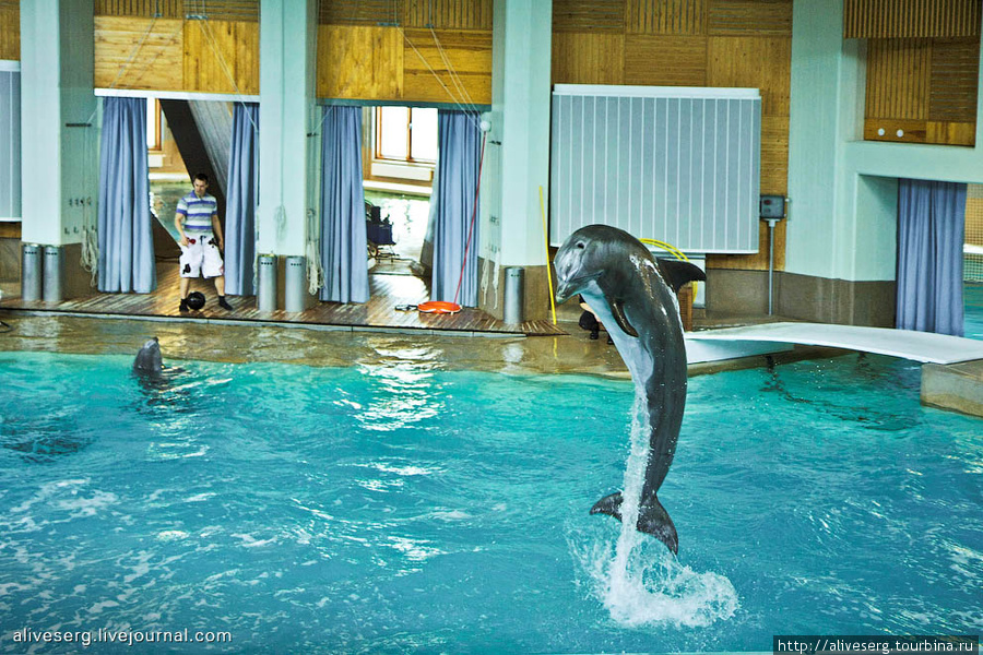 Тренировка в дельфинарий Тампере и небольшое шоу | Финляндия
