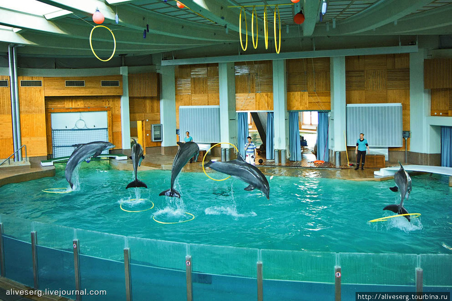 Тренировка в дельфинарий Тампере и небольшое шоу | Финляндия