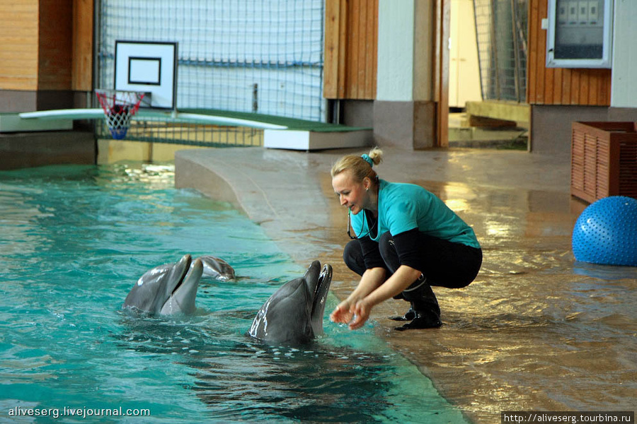 Тренировка в дельфинарий Тампере и небольшое шоу | Финляндия Тампере, Финляндия