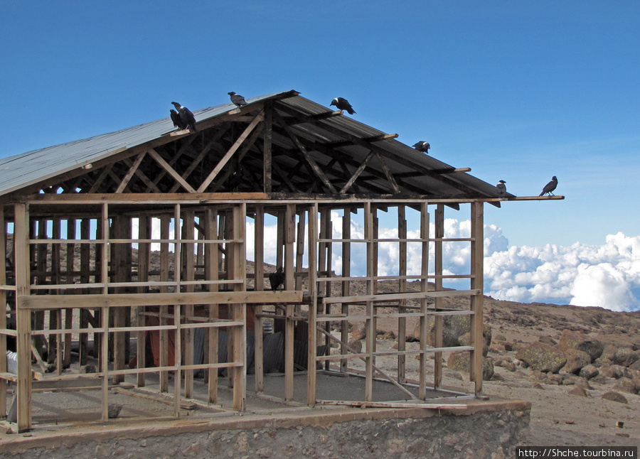 В Kibo строится новый барак. А от воронов и тут спасу нет. Гора (вулкан) Килиманджаро (5895м), Танзания