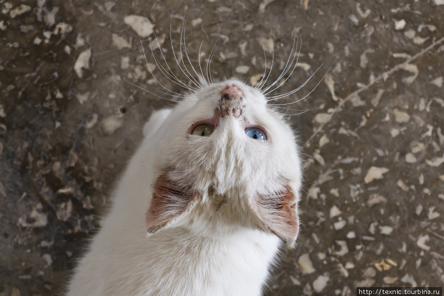 Ванская кошка — одна из немногих пород с глазами разного цвета и единственная, которая по своей воле плавает в воде. Плавания, правда, мы не видели, но вот саму кошку на суше — вот она. Восточная Анатолия, Турция