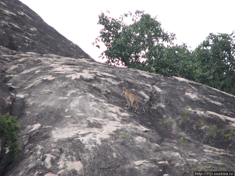 Шри-Ланка, национальный парк Яла Шри-Ланка