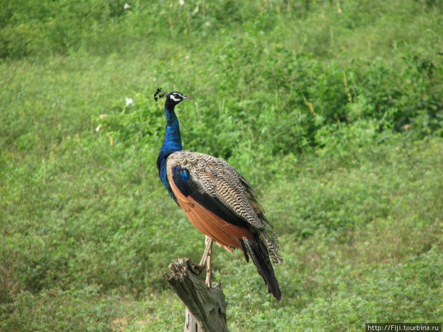 Шри-Ланка, национальный парк Яла Шри-Ланка