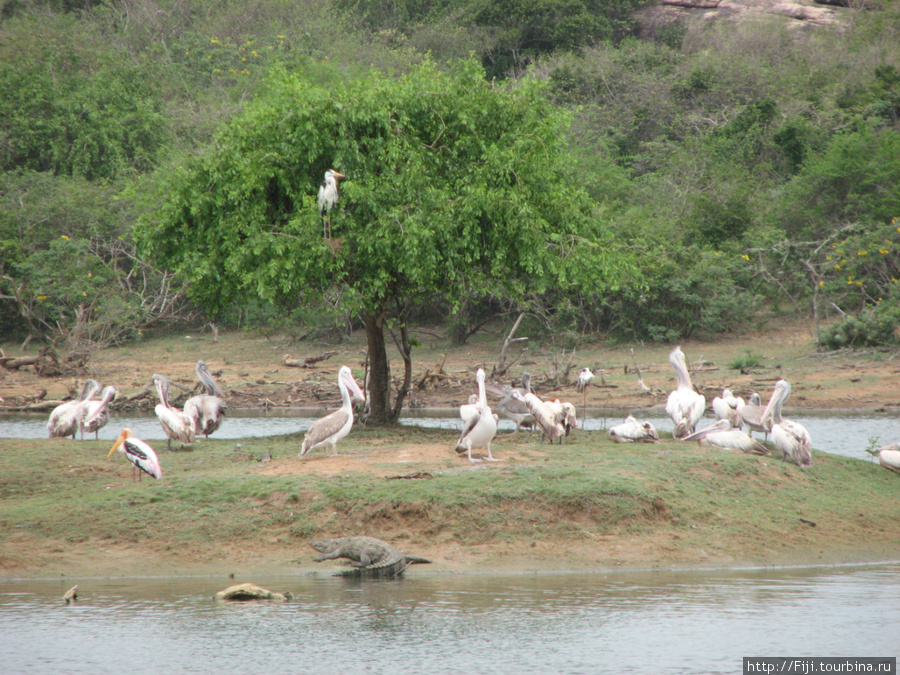 Одна из картинок идилии — марабу, пеликаны и отдыхающий крокодил. Шри-Ланка