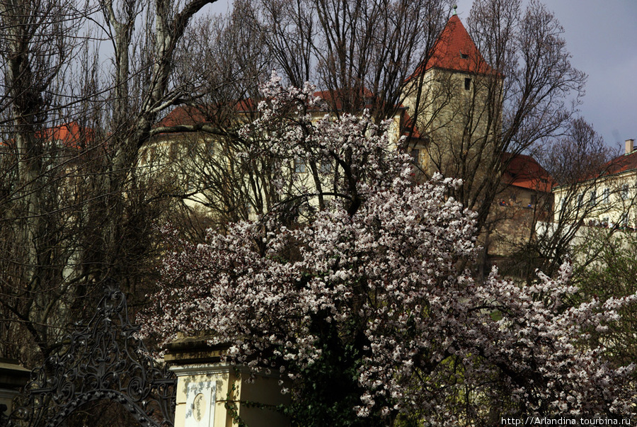 В Праге цветет сирень... Прага, Чехия