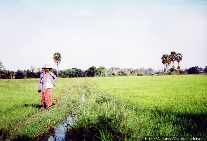 крестьянка в рисовом поле
