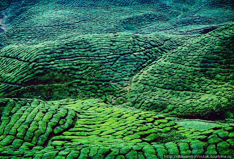 очарование чайных плантаций — Кэмерон Хайлэндс Малайзия