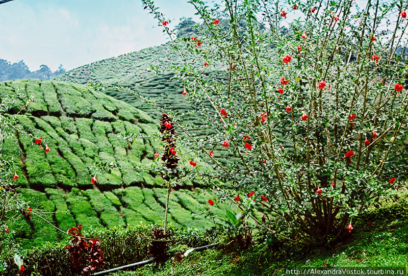 Чайные холмы и страшные истории Танах-Рата, Малайзия