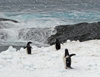 пингвинам тоже страшно заходить в воду