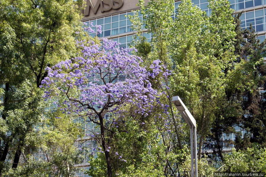 Дерево в цвету Мехико, Мексика