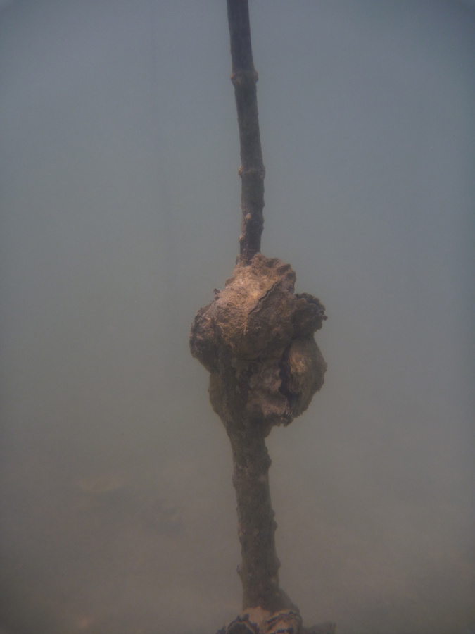 Мангры под водой. Нячанг, Вьетнам