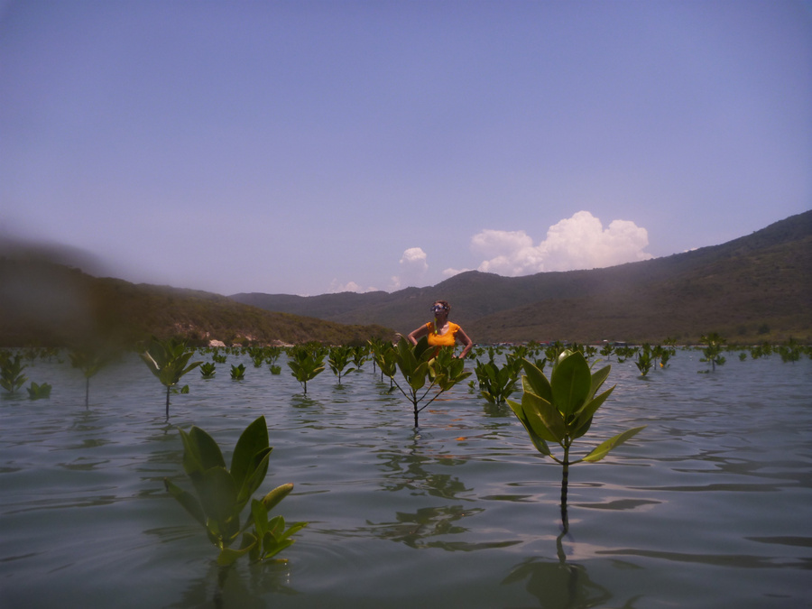 Бухта Дам Бай. Молодые мангровые заросли. Нячанг, Вьетнам