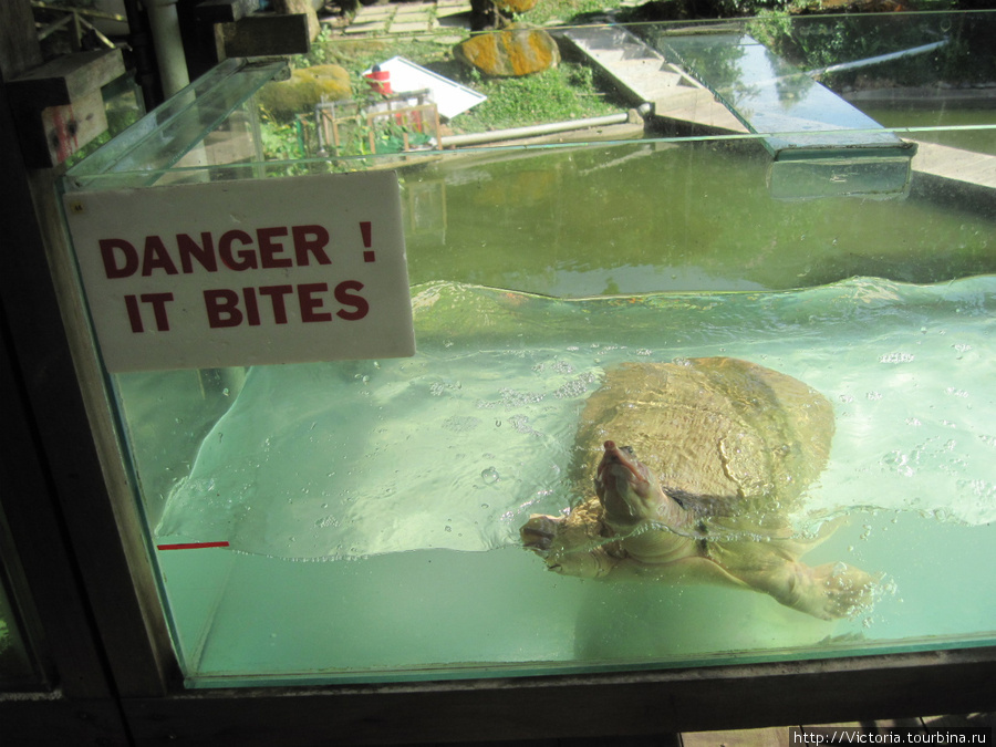 Эта черепаха так пыталась взобраться на стекло, что создавалось впечатление — она сейчас выпрыгнет и кинется кусаться. Сингапур (город-государство)