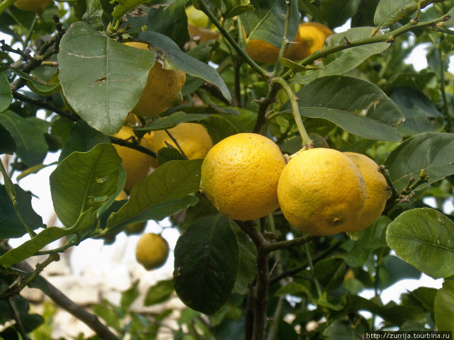 Лимоны (Мальта)